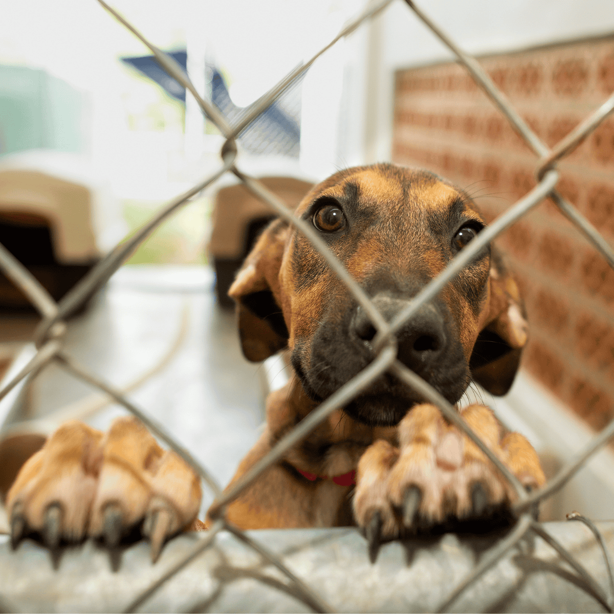 Adorable puppy behind a chain-link fence, cute and eager for a loving home.
