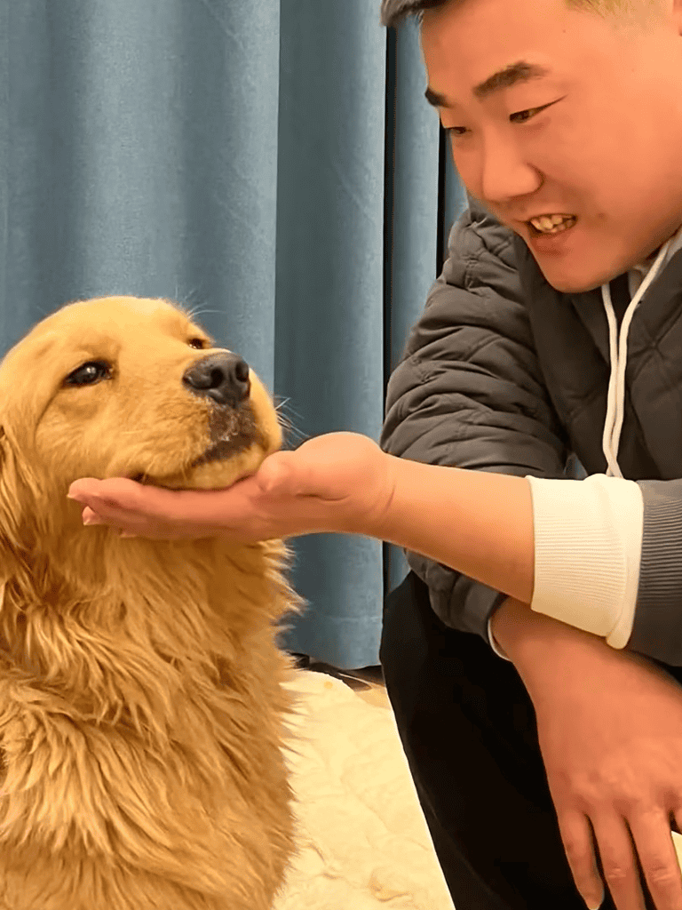 Close-up of a happy owner petting a golden retriever dog indoors.