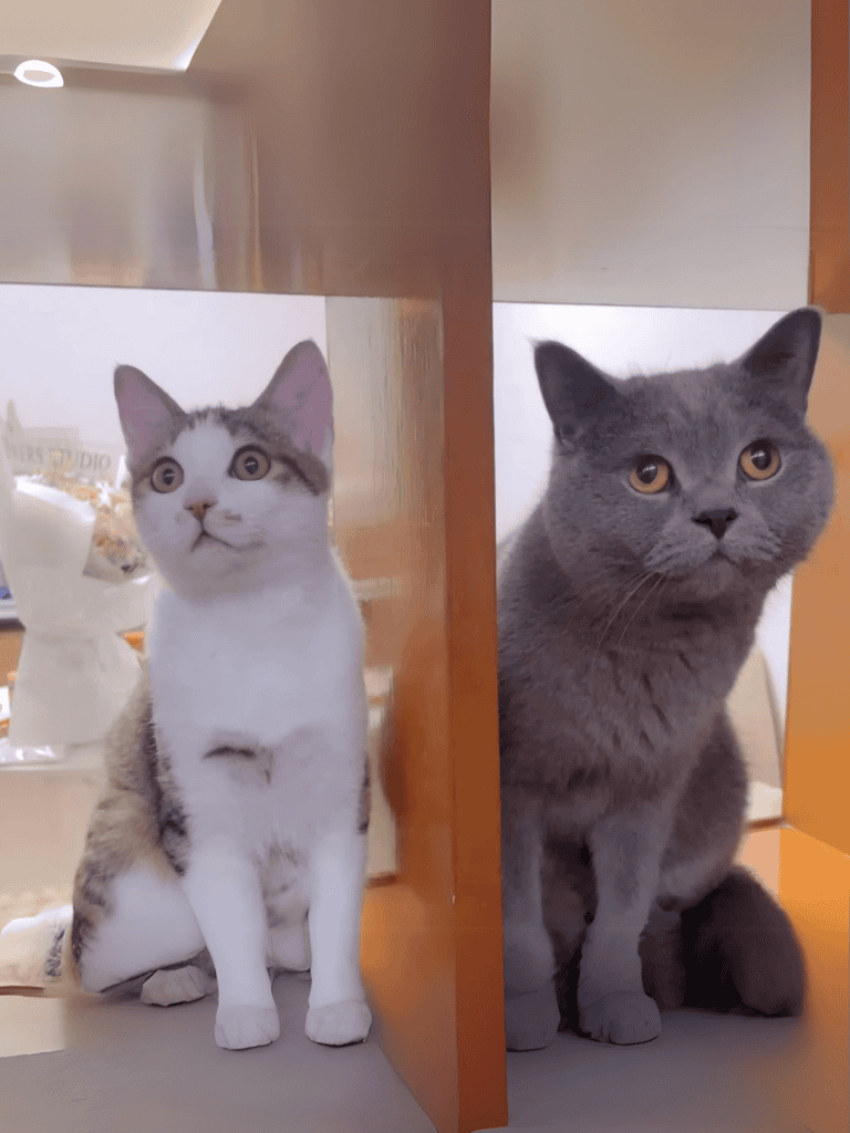 Adorable cats hiding behind furniture in a shelter, looking curious and cautious, showcasing their playful personalities.