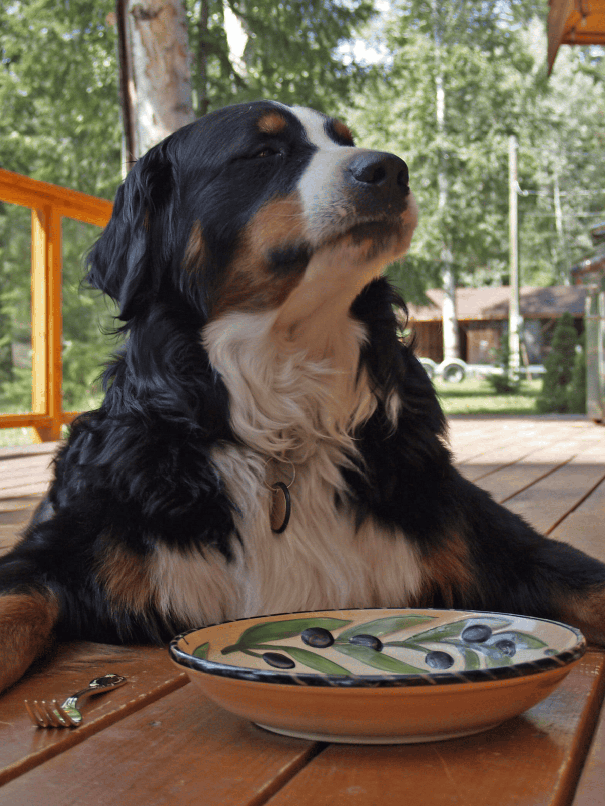 Peaceful Bernese Mountain Dog resting on wooden porch with outdoor setting and greenery.