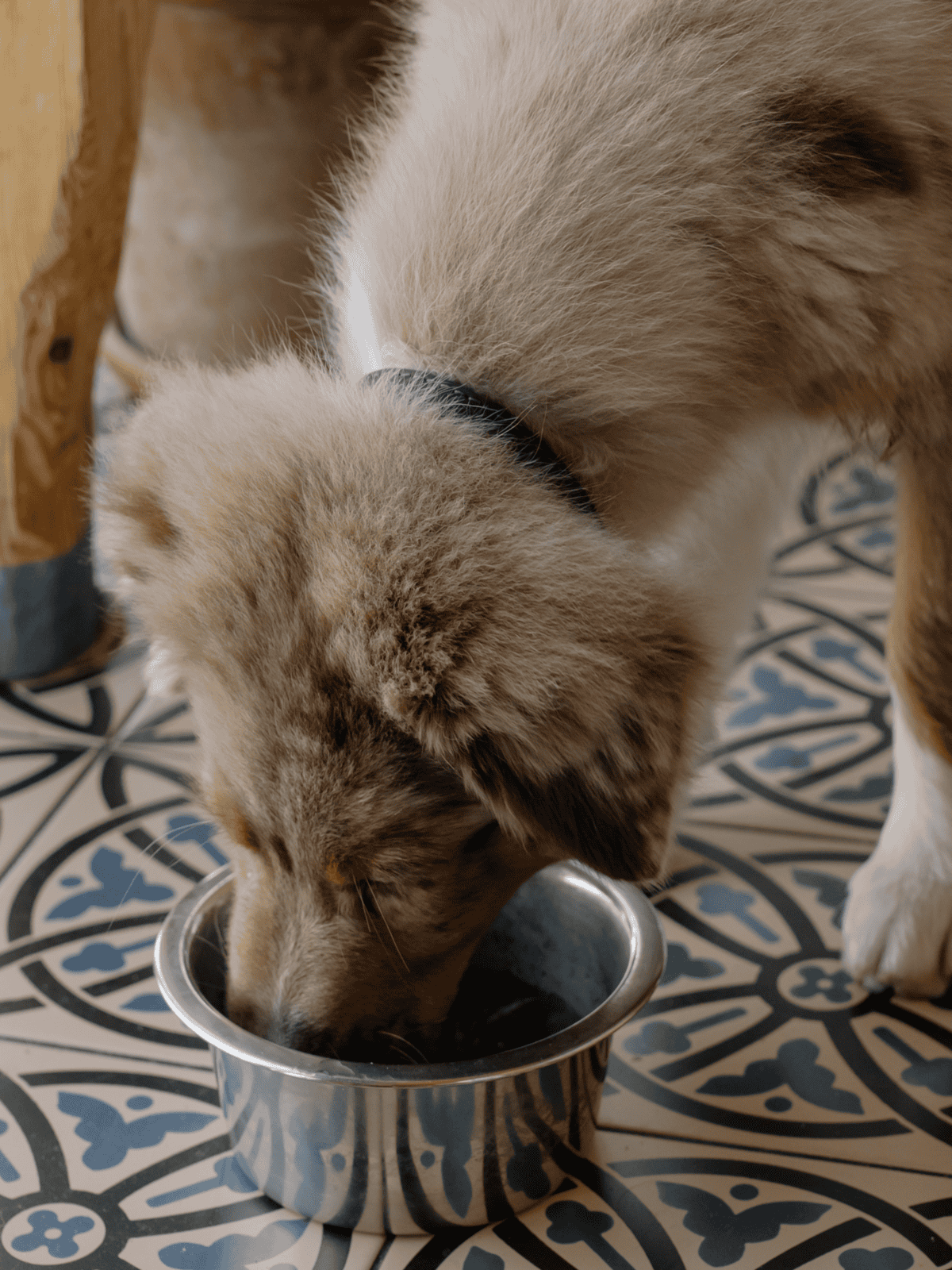 Close-up of a dog drinking water from a stainless steel bowl, emphasizing pet hydration and care.