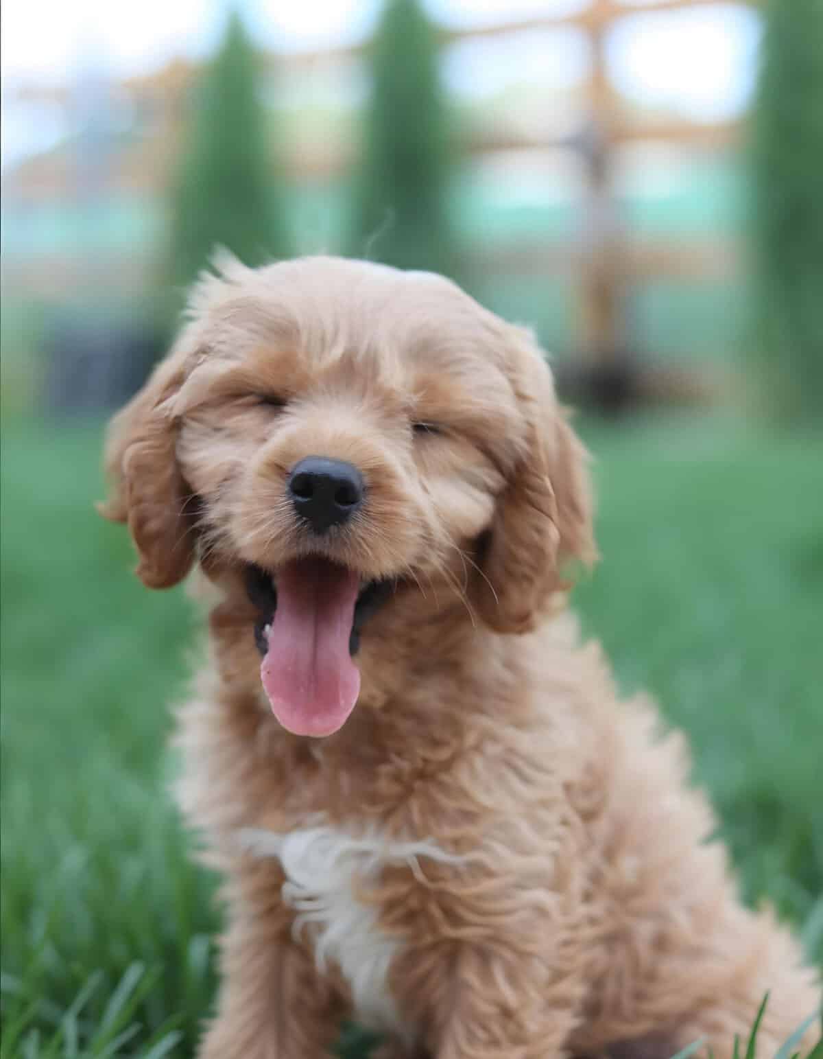 Happy puppy with open mouth, showing playful and energetic nature.