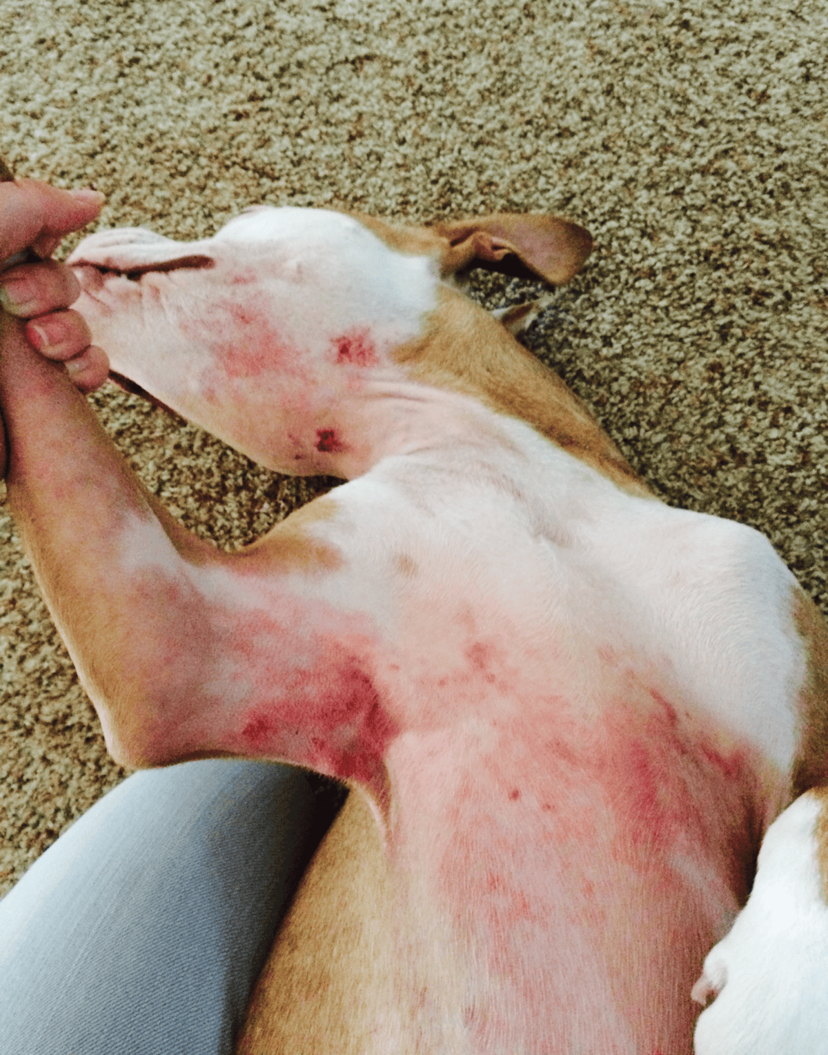 Dog lying on carpet with leg injury, receiving gentle treatment and monitoring for healing.