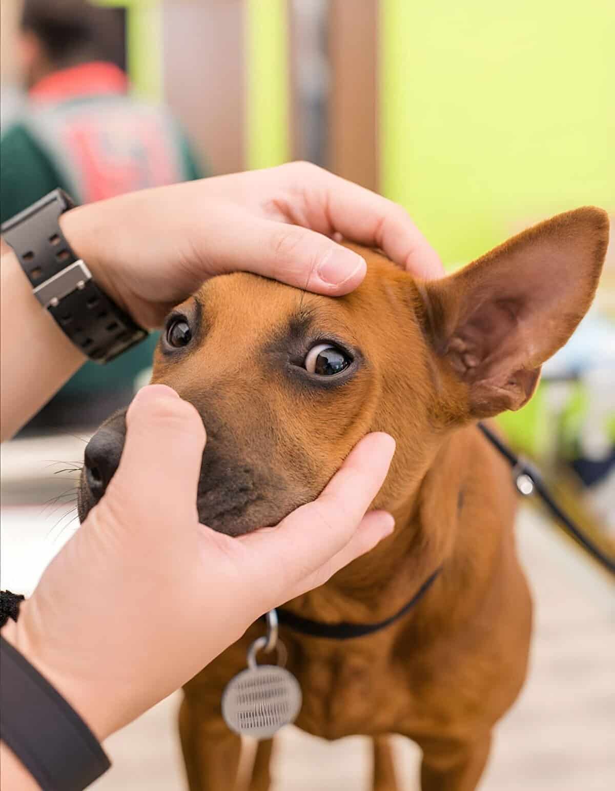 Healthy pet care and veterinary services for dogs.