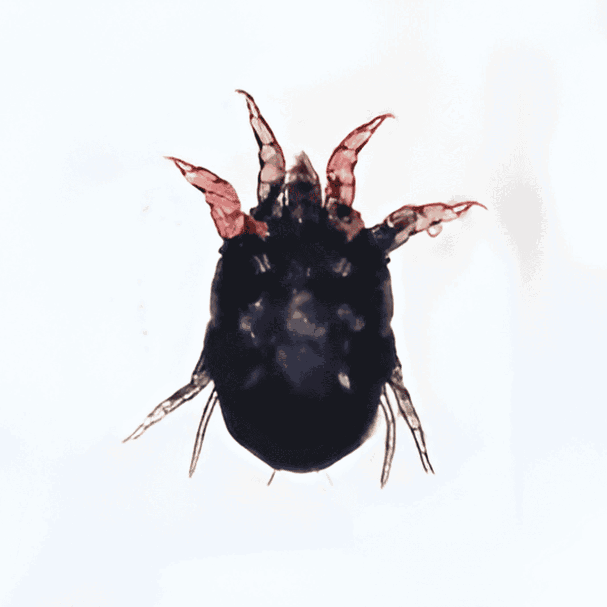 Close-up of a small black insect with distinctive pink-tipped antennae against a white background.