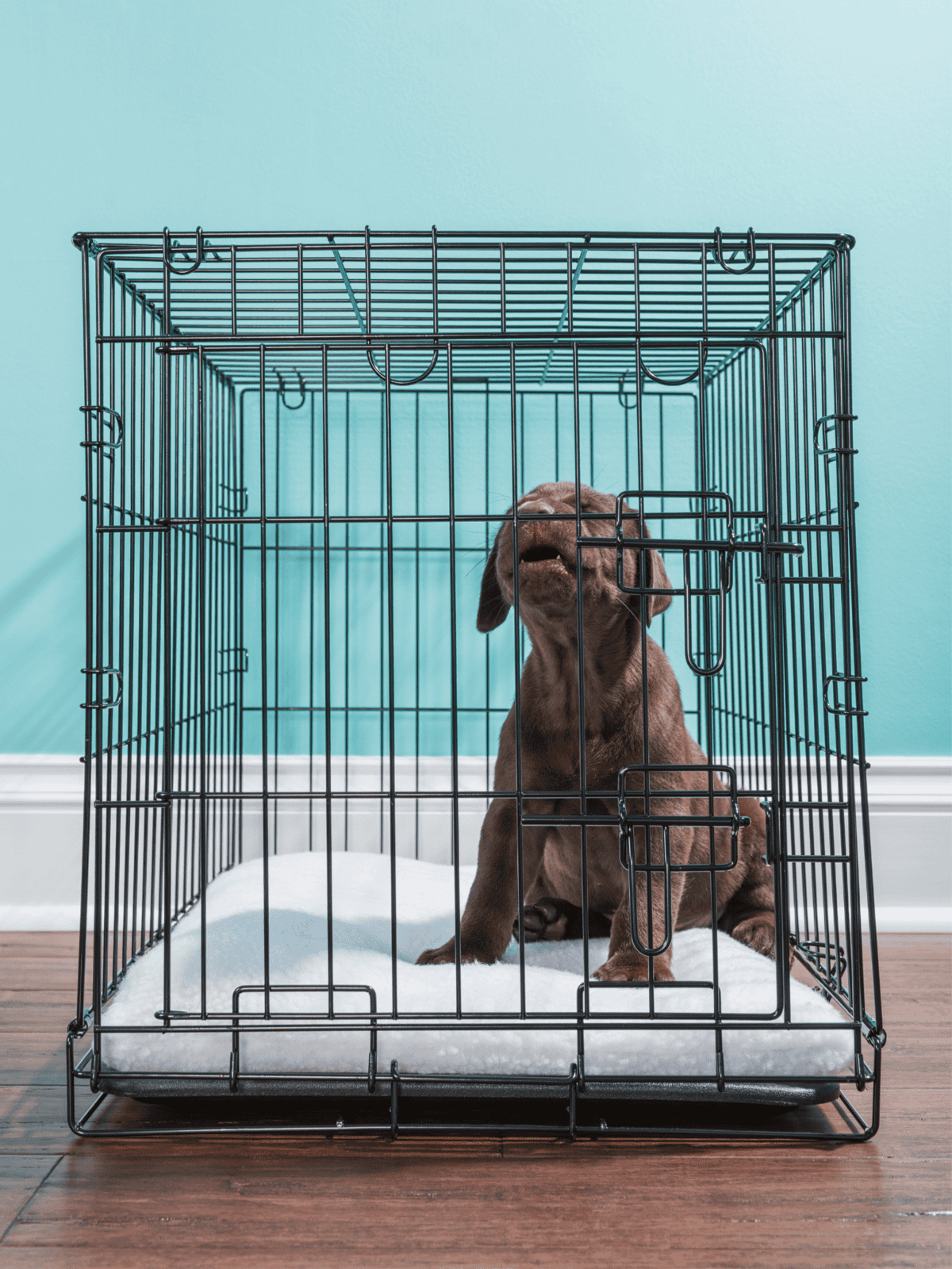 Dog puppy in a metal cage for training or safety.