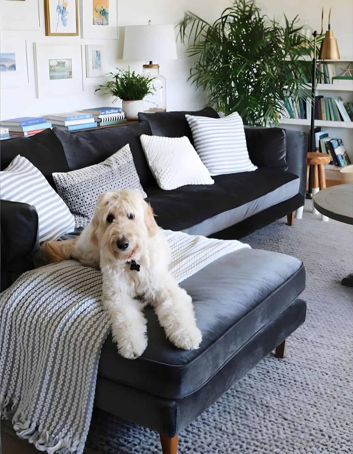 Dog relaxing on comfy black leather sofa with striped pillows and plants in stylish living room.