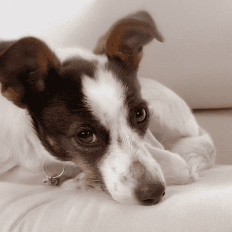 Cute young Border Collie puppy lying down, showcasing a mix of black and white fur, with gentle, expressive eyes.
