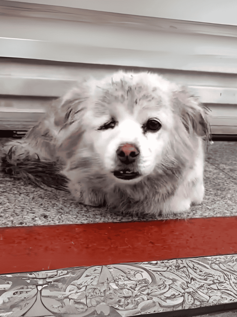Adorable Australian Shepherd with unique eye and fluffy coat relaxing outdoors.