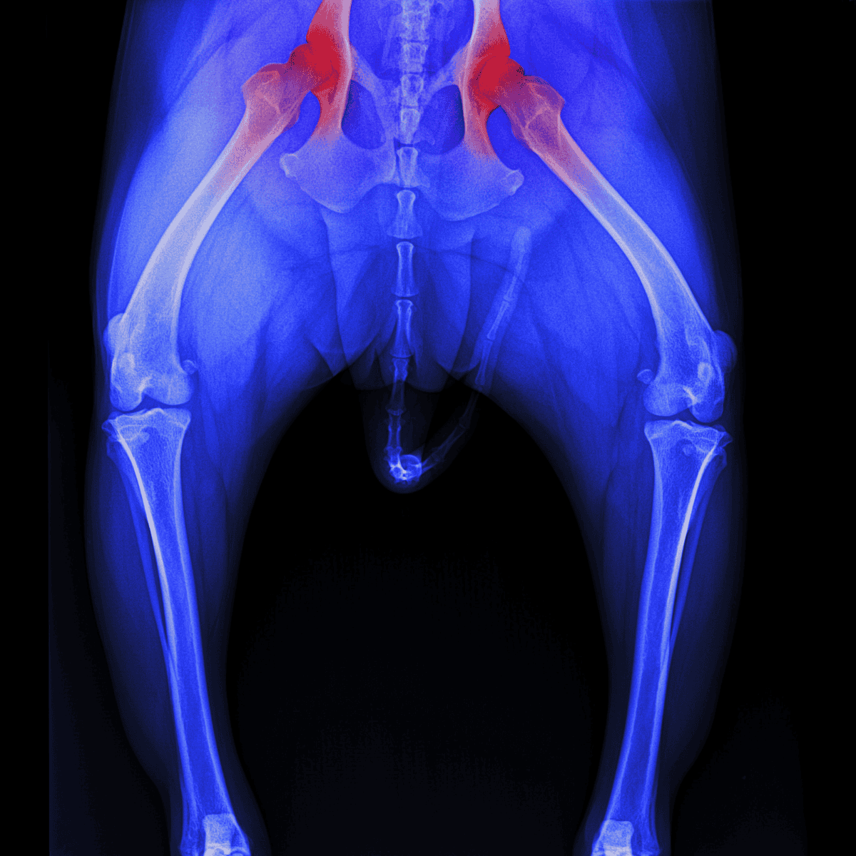 X-ray of hips showing joint pain and damage, highlighting the importance of veterinary care for dogs.
