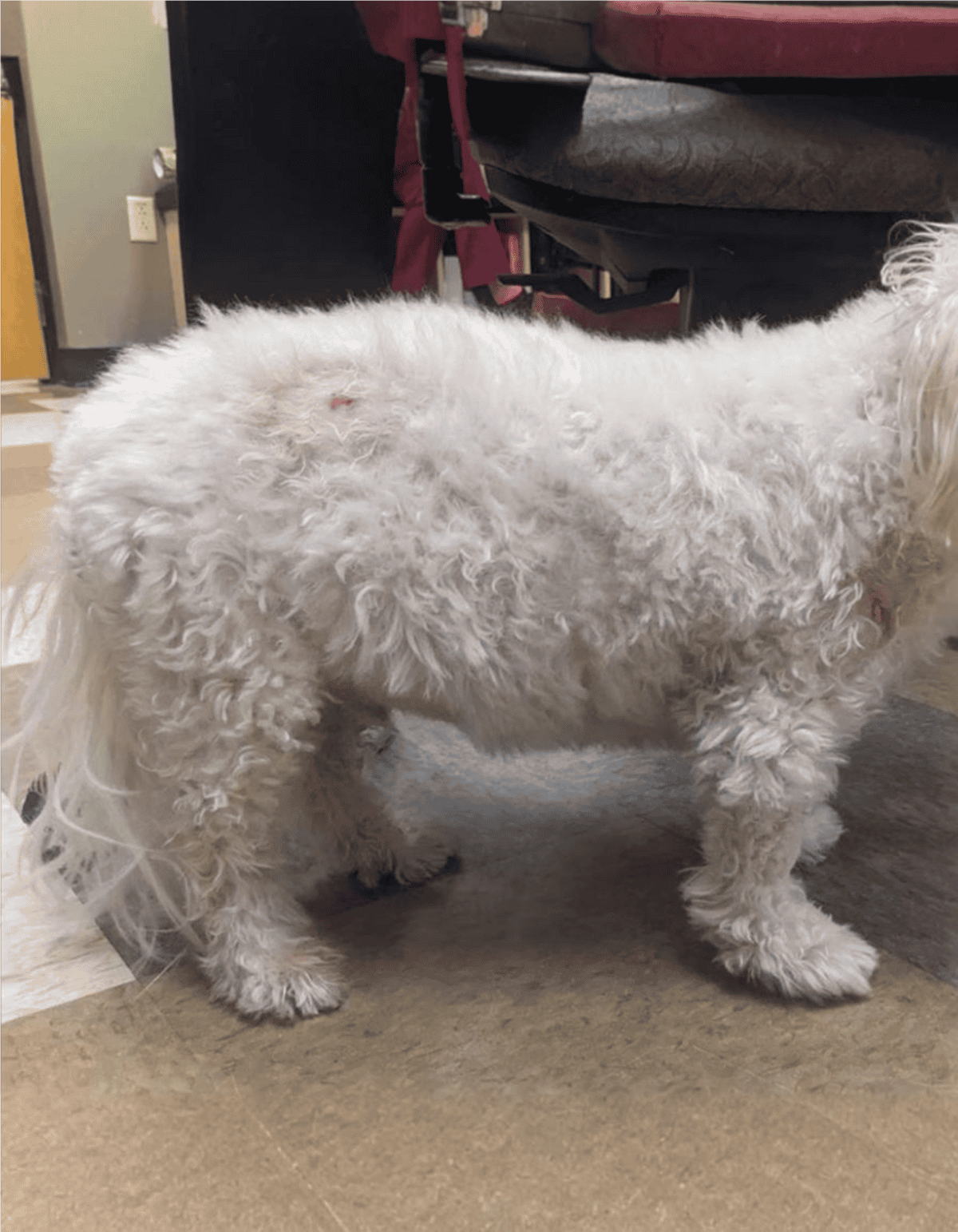 Dog with curly white coat, in grooming or vet setting, inside a pet care facility.