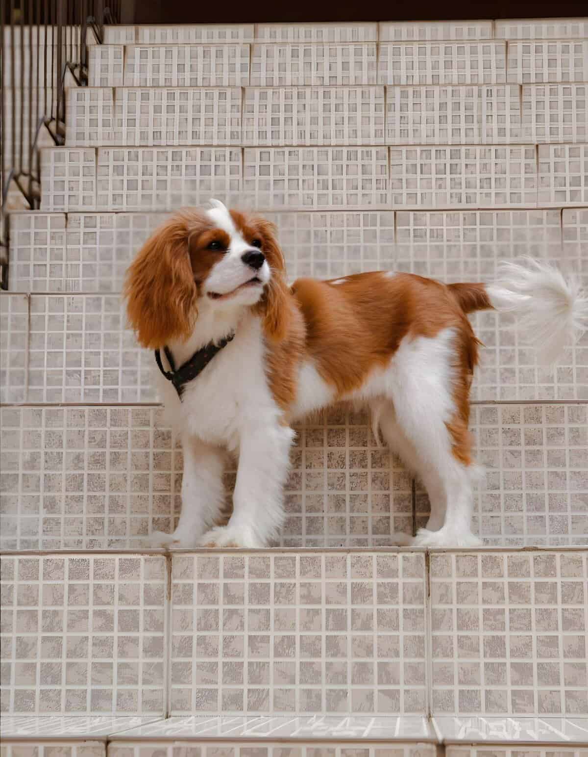 Dog puppy on tile stairs, friendly Cavalier Spaniel, perfect for pet grooming and health services.