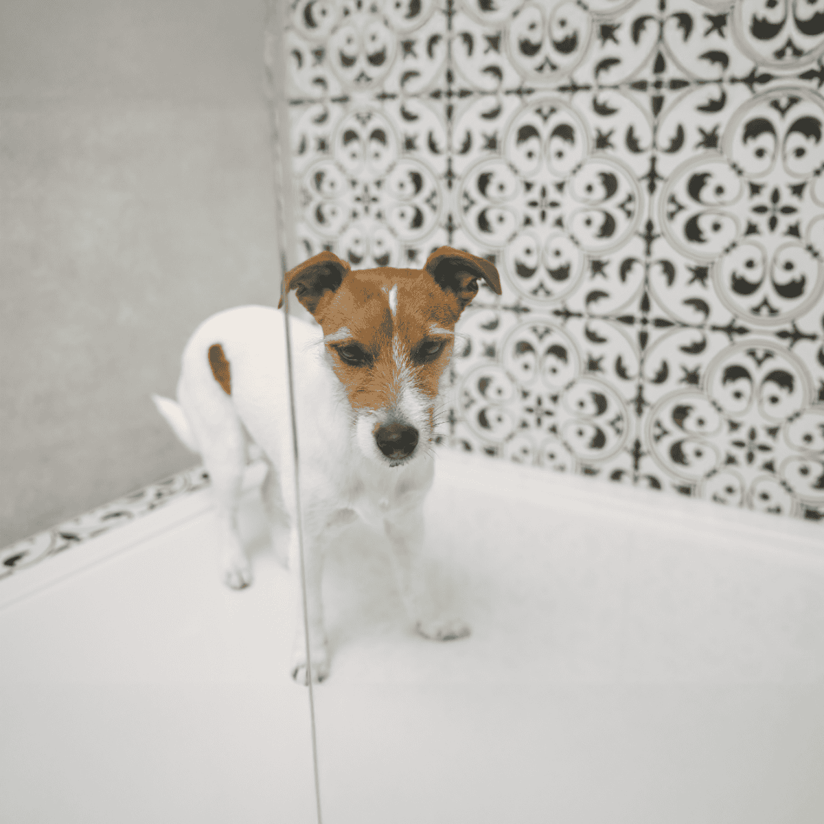 Cute small dog in shower with patterned tile wall, reflecting in mirror. Perfect for dog grooming and pet care articles.