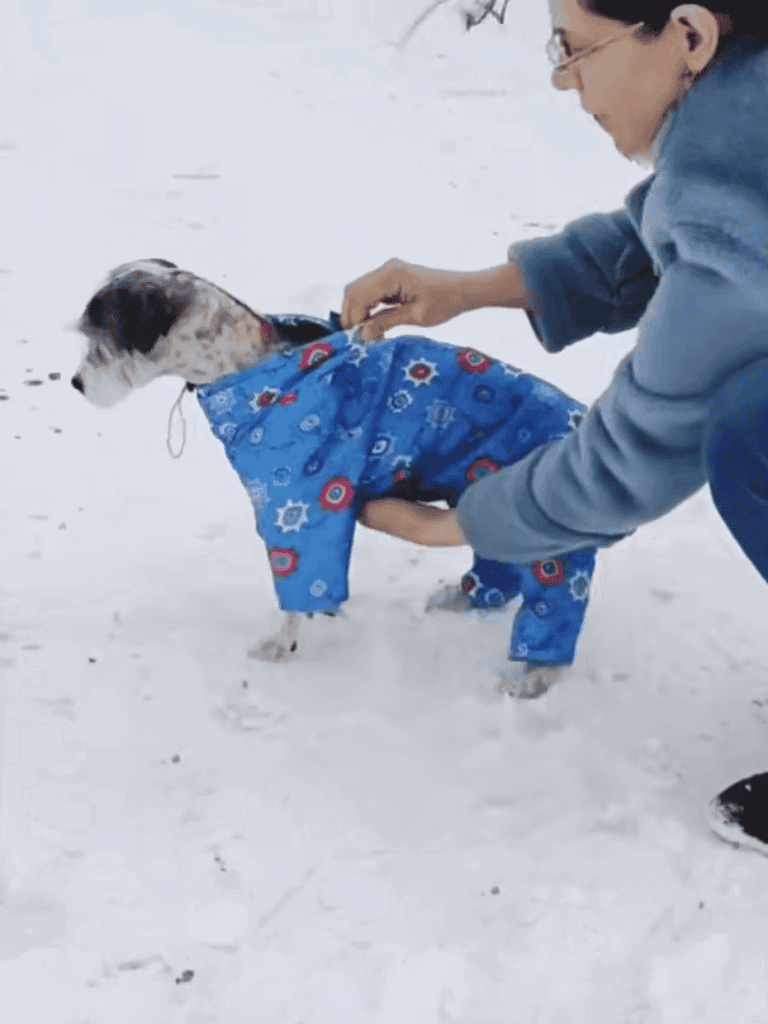 Dog in blue winter coat outdoors.