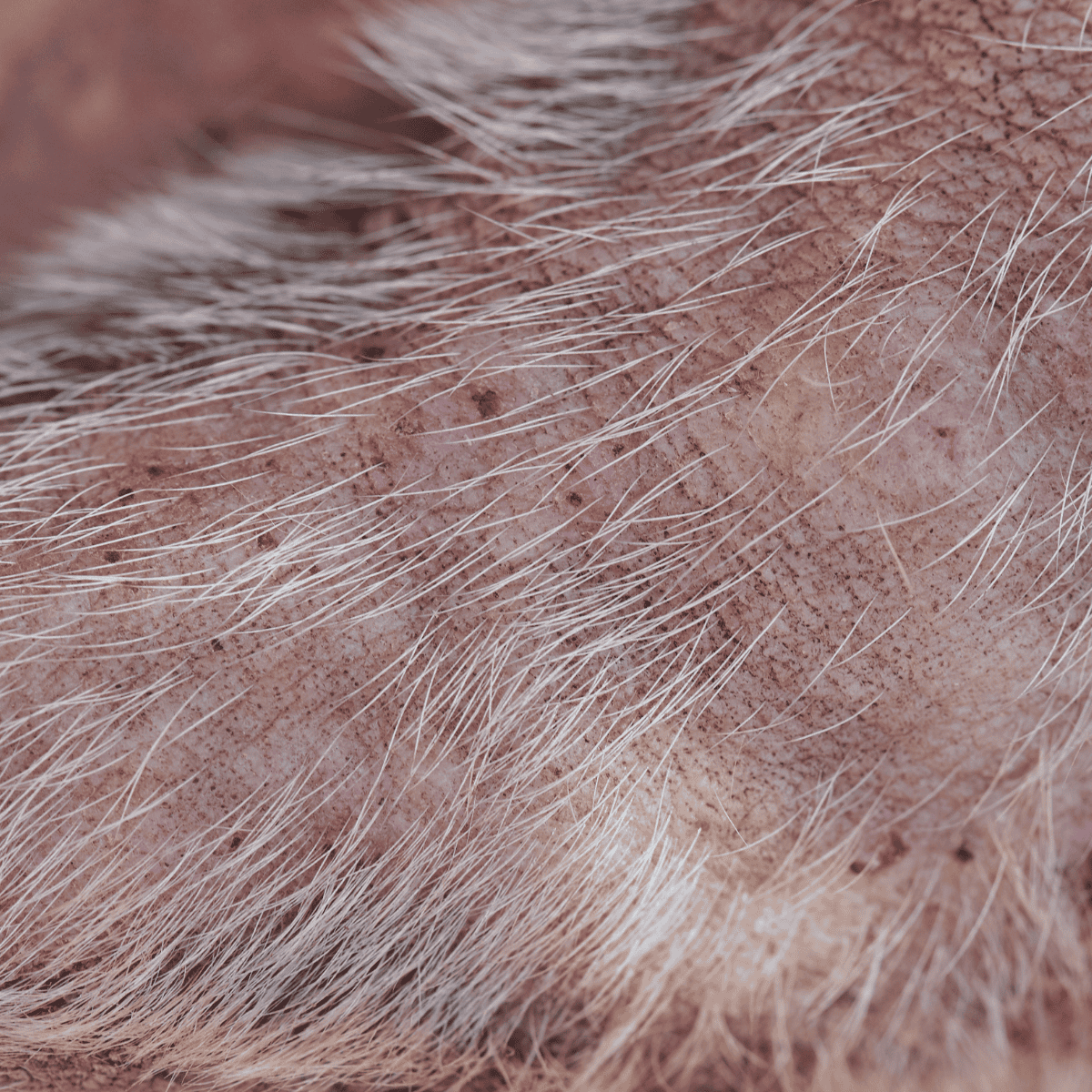 Close-up of an aging dog's skin showing dryness and fine white hair.
