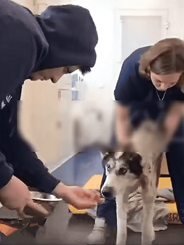 Reliable dog training and support services for veterinary and rescue dogs.