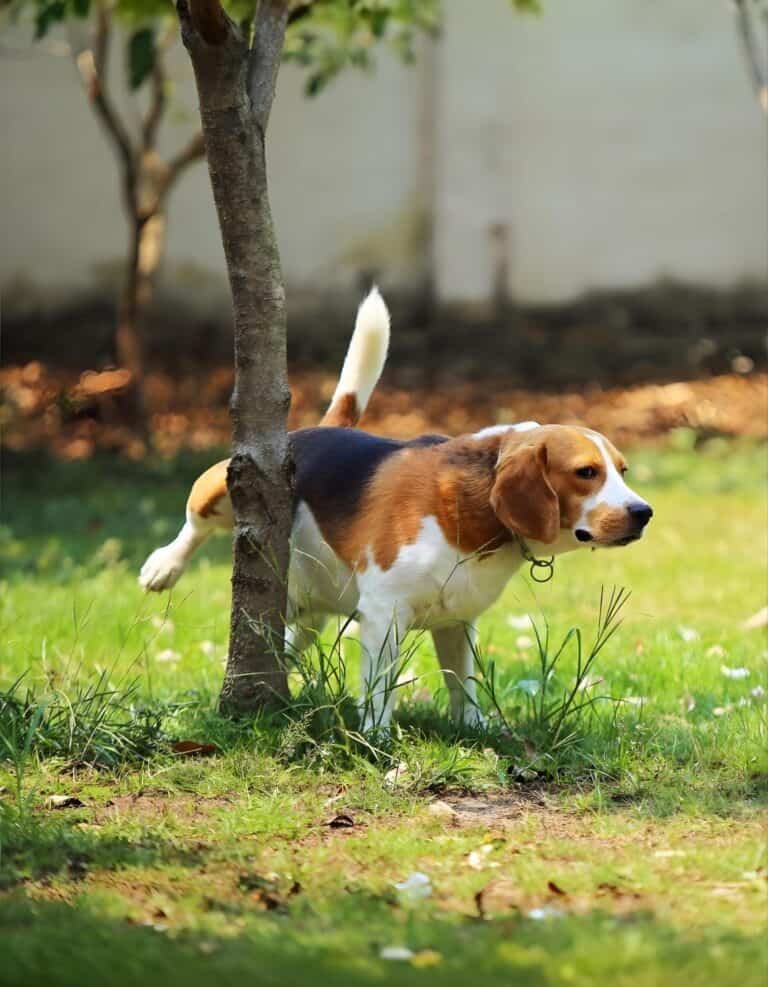 Dog playing and exploring in a green backyard garden.