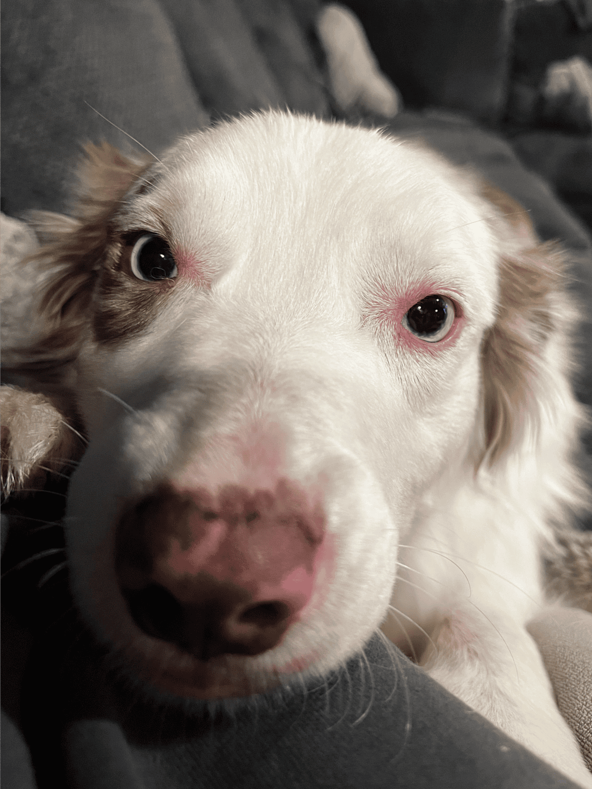 Adorable dog relaxing on couch, perfect for pet health and care content.