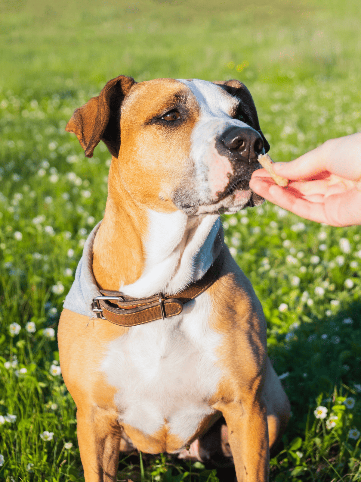 Dog getting treat outdoors, happy dog, canine nutrition, outdoor activity.