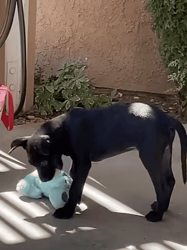 Adorable puppy playing with a stuffed toy outdoors.