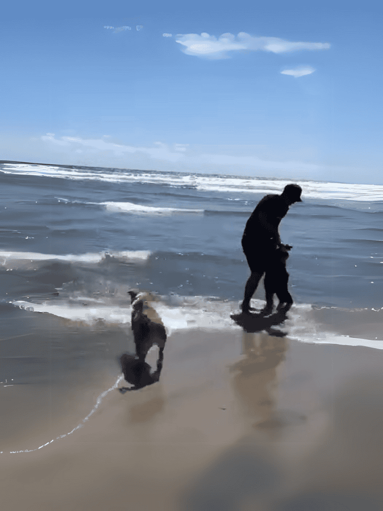 Happy dogs playing in the ocean waves with their owner on a sunny day.