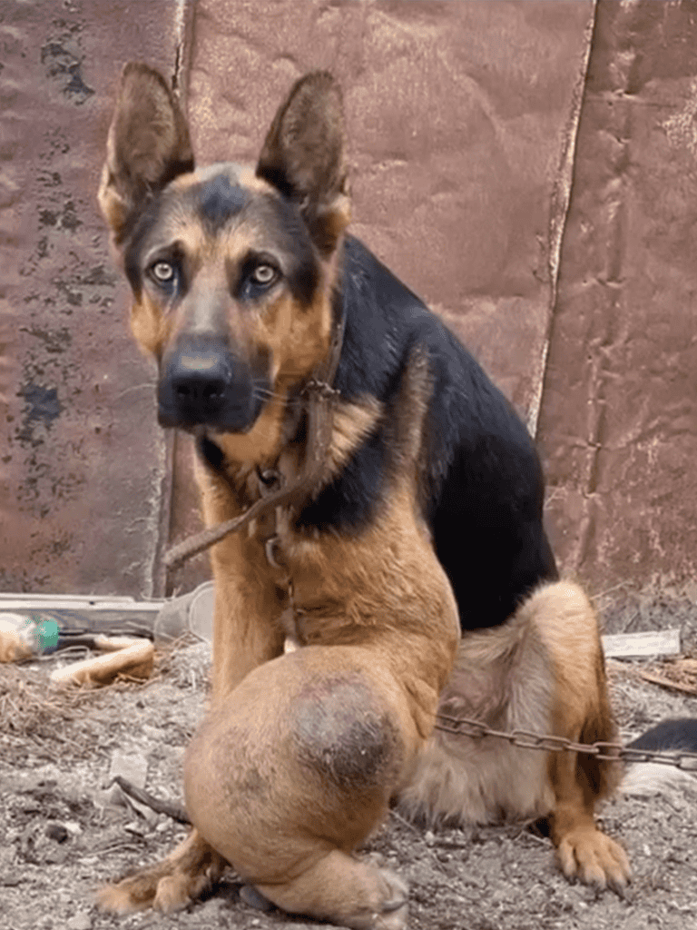 Rescued dog sitting outdoors, chained, with sad eyes, in a rural or urban environment.
