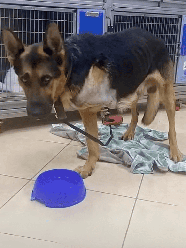 Dog rescue dog care essentials, standing in a shelter with food and blankets, showcasing pet rescue and rehabilitation efforts.