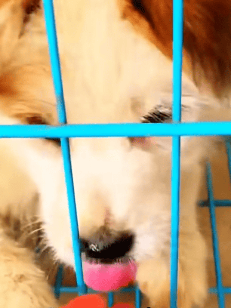 Adorable puppy in cage, looking sweet and playful, ready for a loving home, dog rescue facility photo.