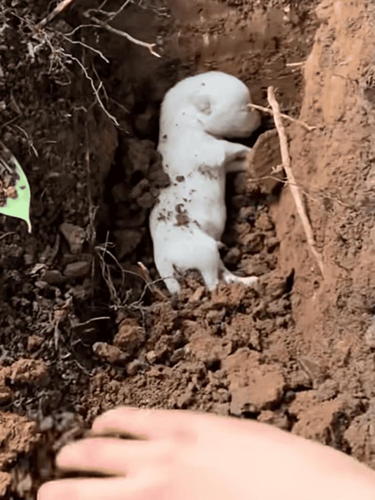 Adorable white puppy digging in soil, cute dog exploring nature.