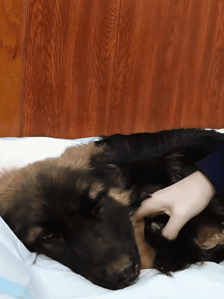 Gentle dog being examined by a veterinarian for health and wellness.