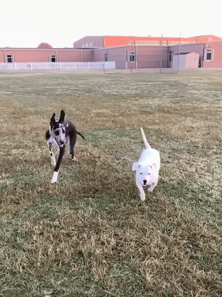 Adorable puppies running outdoors on grassy field, enjoying playful activity and exercise.