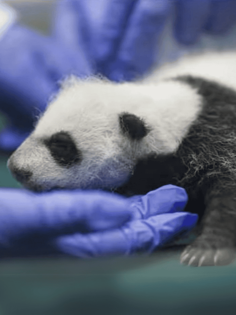 Close-up of sleepy panda puppy with veterinarian in blue gloves.