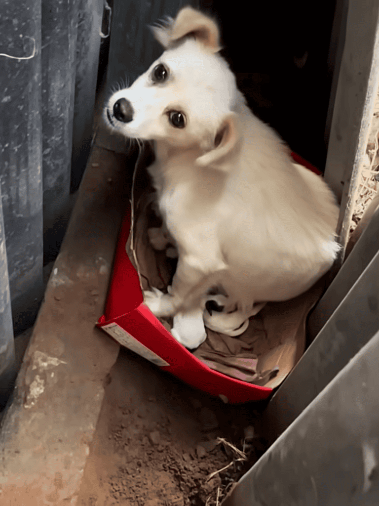 Adorable white puppy sitting in a red pet bed, looking up with big expressive eyes.