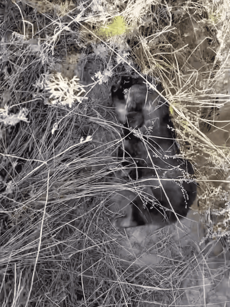 Coyote pup hiding in a dry grass-covered den for safety and shelter.