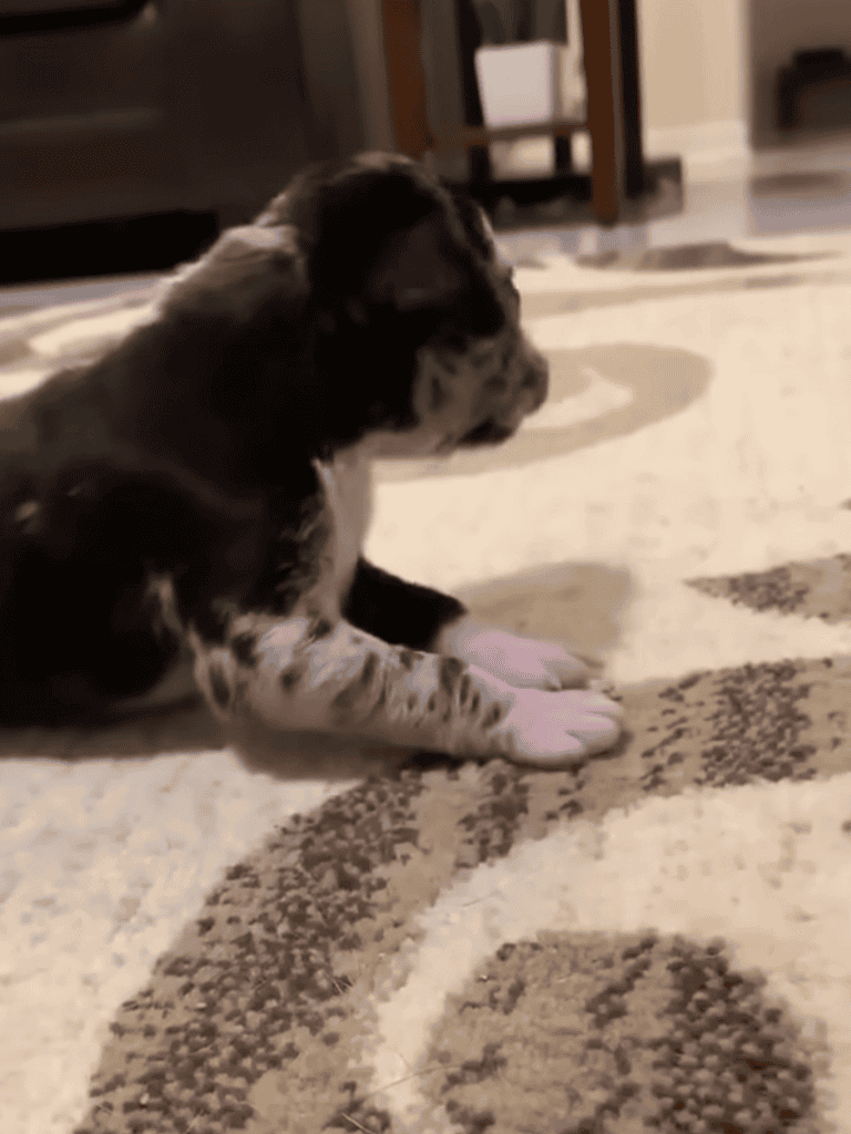 Adorable puppy lying on a patterned rug inside a home, showcasing early puppy development.