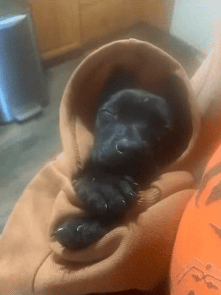 Adorable black puppy sleeping in a cozy brown hamper, looking peaceful and comfortable. Perfect for pet care and dog rescue content.