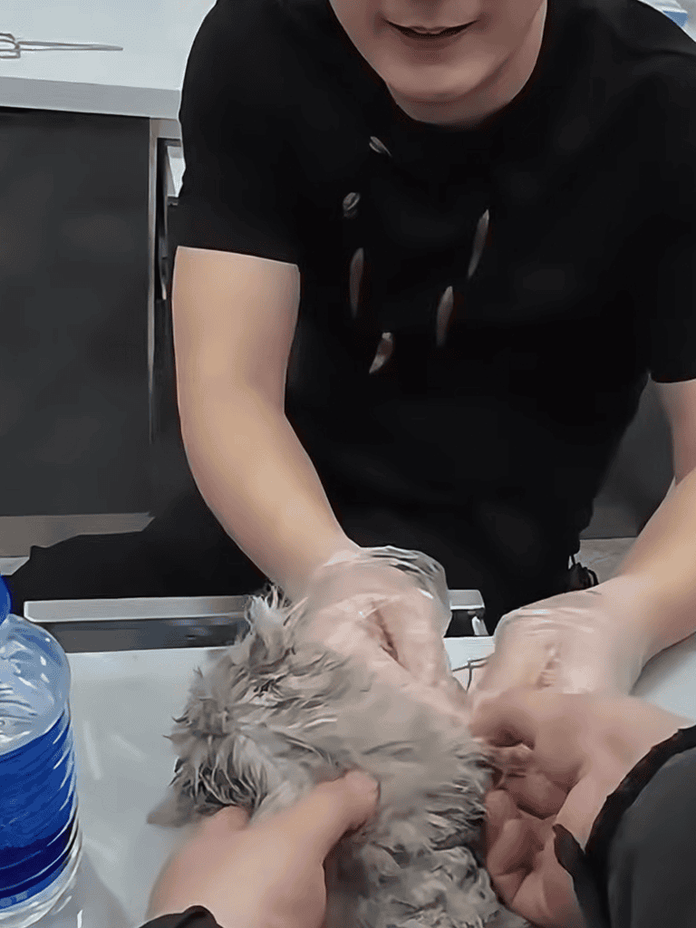 Dog grooming and bathing services for happy, clean pets.