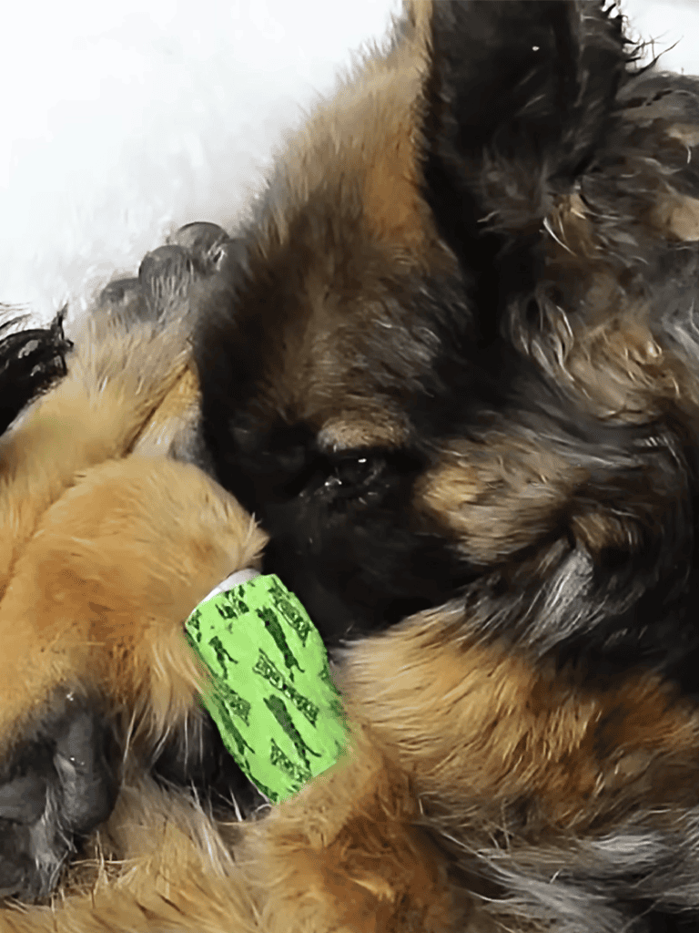 Cute puppy and kitten snuggling together, showcasing animal friendship and comfort.