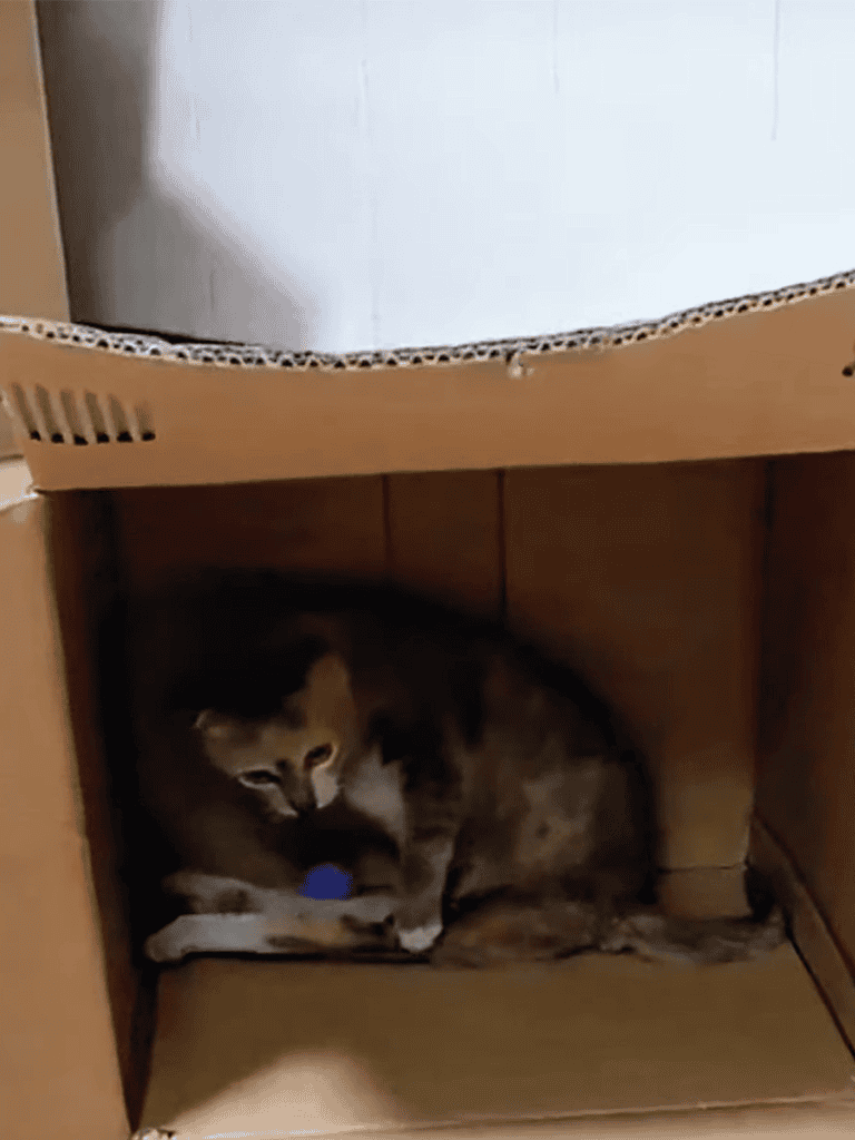 Adaptive cat play area.