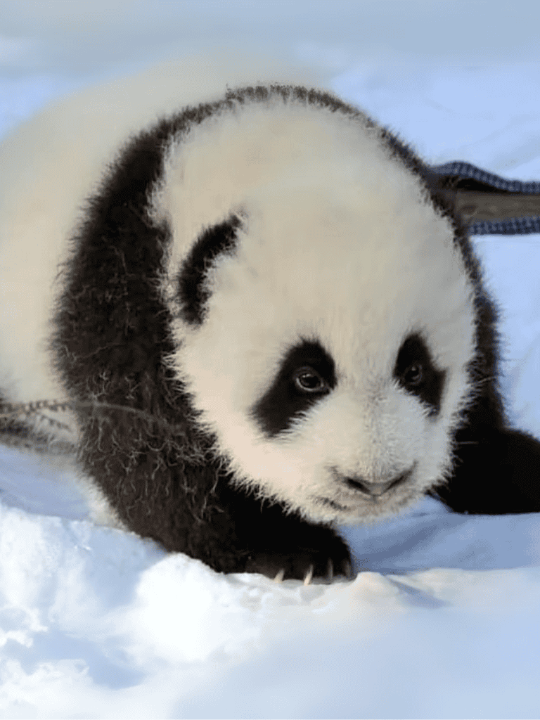 Adorable baby giant panda on snowy background.