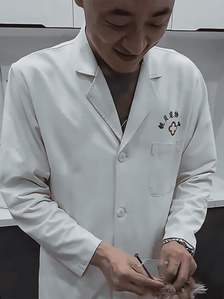 Dog vet examining pet with stethoscope, dog care, veterinary professional.