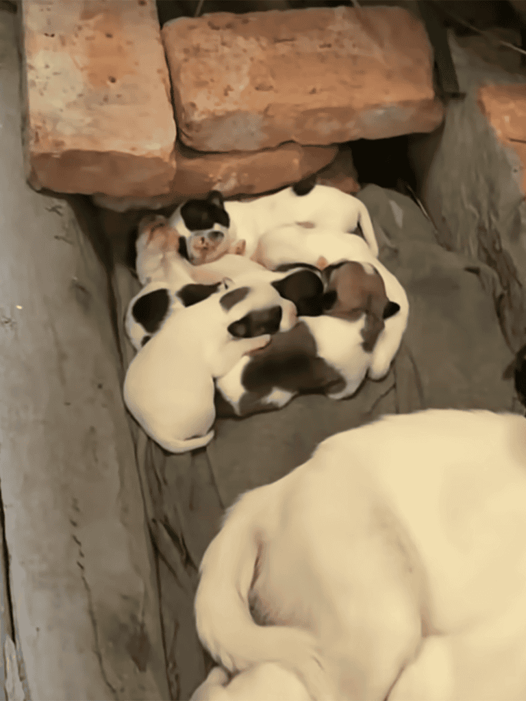 Cute Dalmatian puppies sleeping together in a cozy corner.