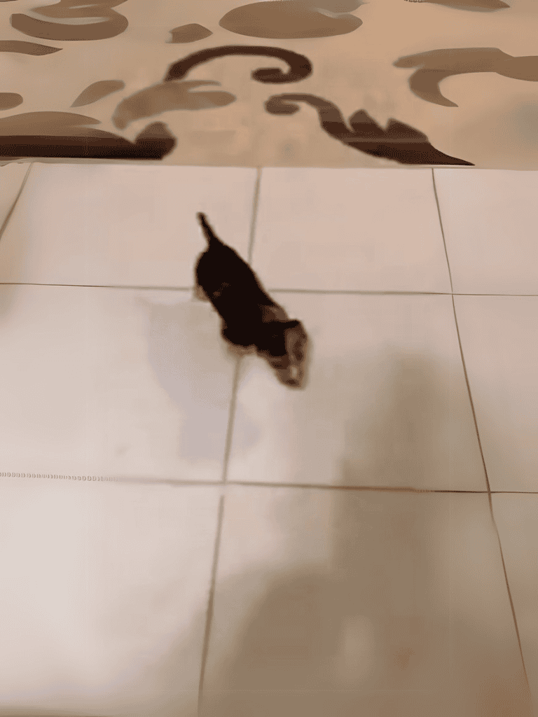 Adorable small kitten walking on tiled floor near decorative wall design.