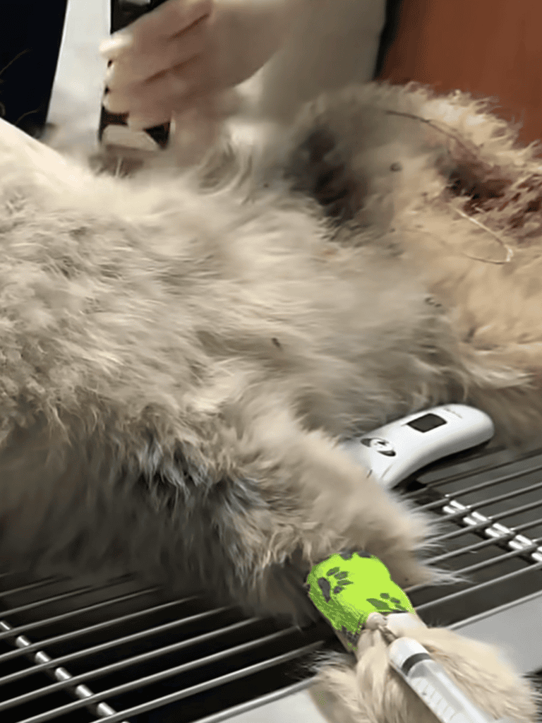 Close-up of a cat receiving anesthesia with veterinary staff administering treatment, showing pet care and veterinary medical services.