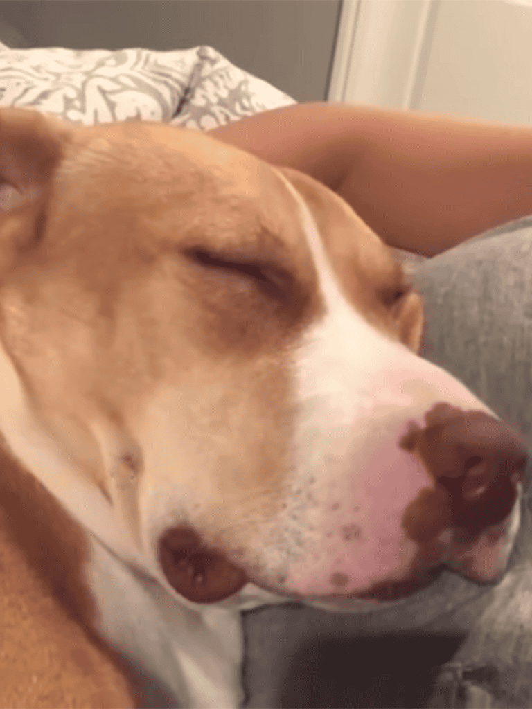 Adorable dog sleeping peacefully on couch.
