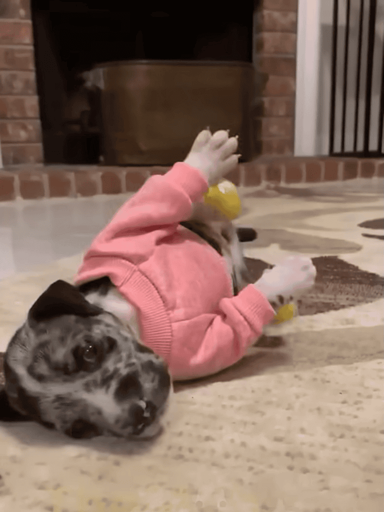Adorable puppy relaxing indoors, wearing a pink hoodie with a yellow toy, showing relaxation and cuteness.