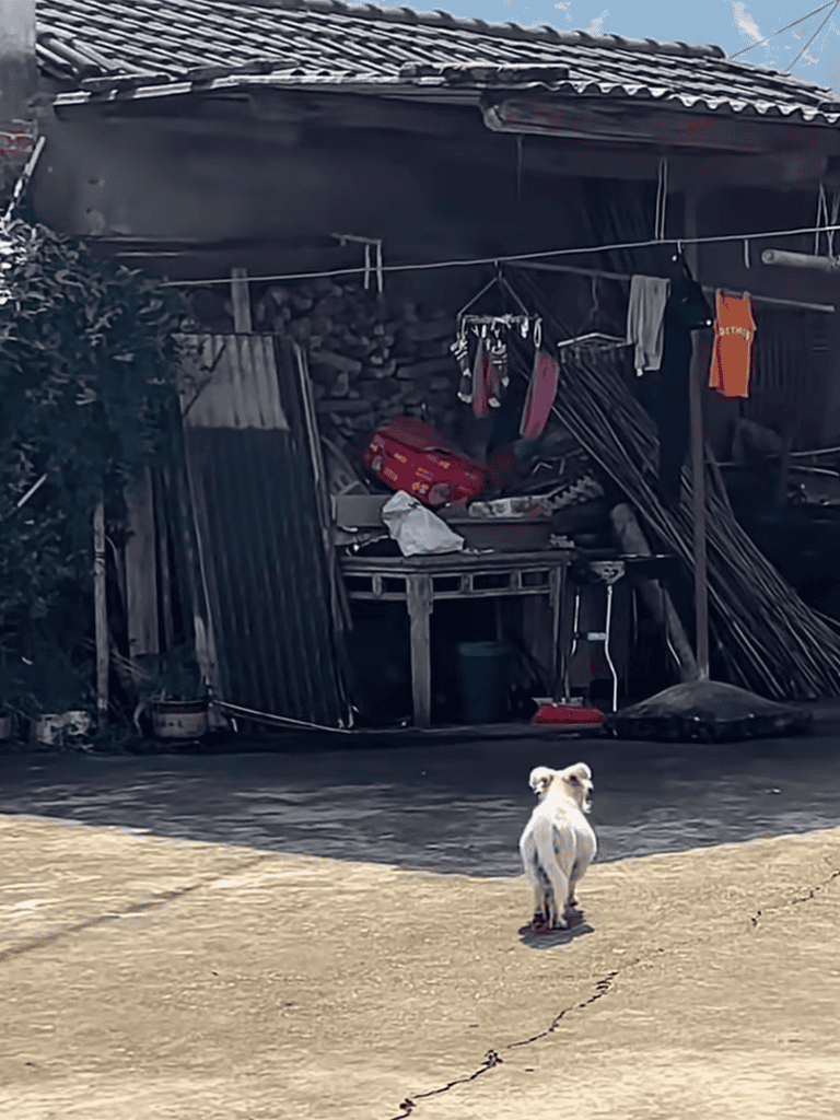 Alleyway with hanging laundry and makeshift shelter, featuring a small stray dog standing on the pavement.