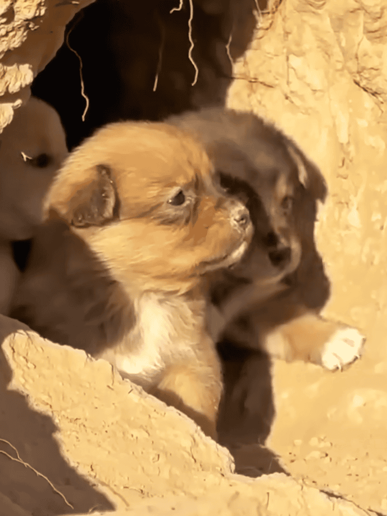 Adorable puppies in a burrow, cuddling together in the dirt.