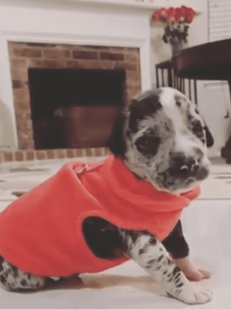 Cute merle-patterned puppy in a red hoodie, sitting indoors.