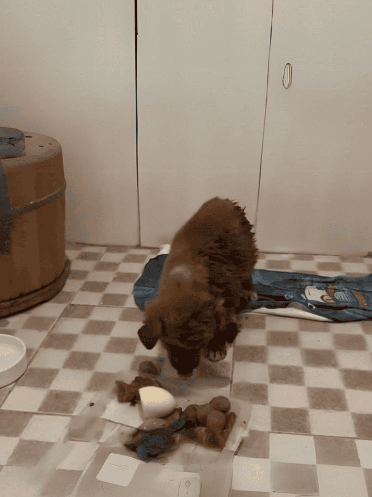 Adorable puppy discovering toys and objects on the kitchen floor for playtime and enrichment.